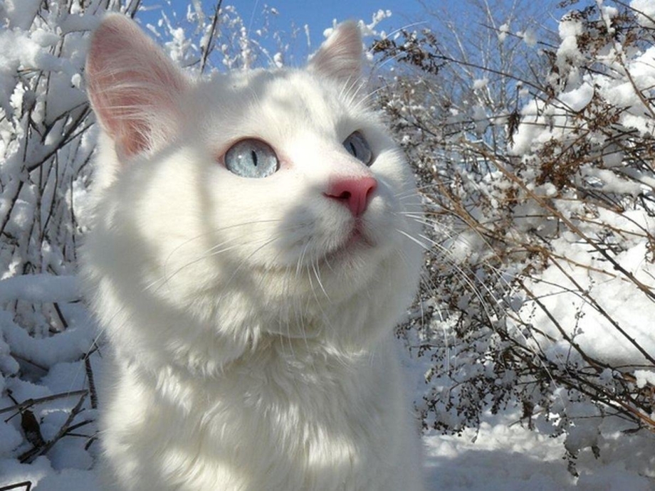 Белый кот зима