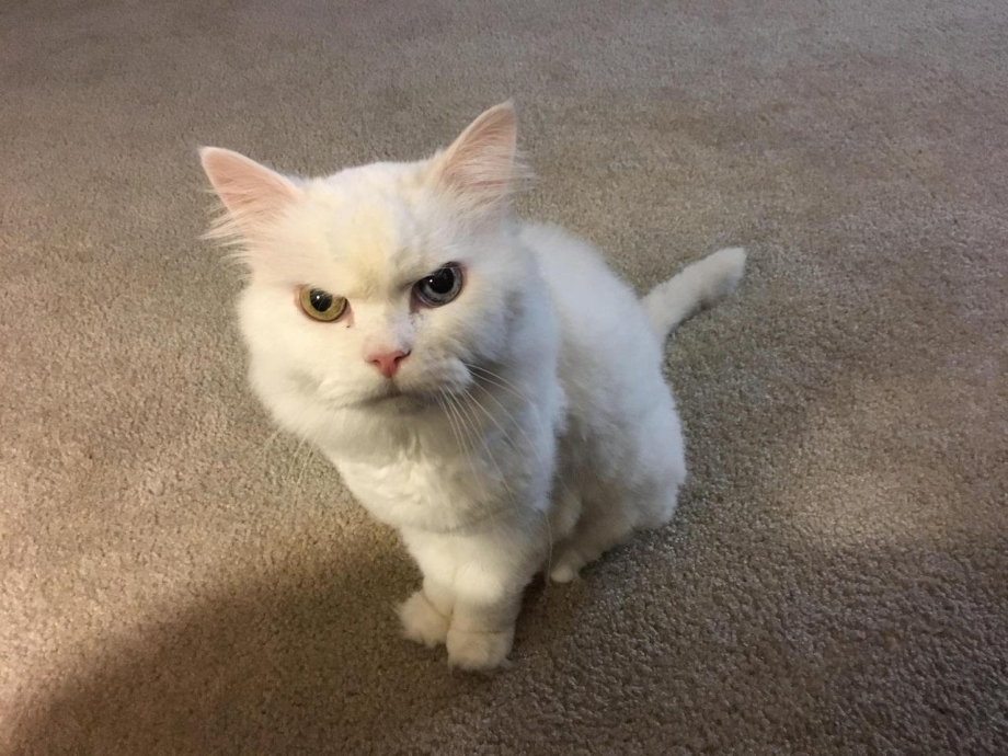 Злой белый кот