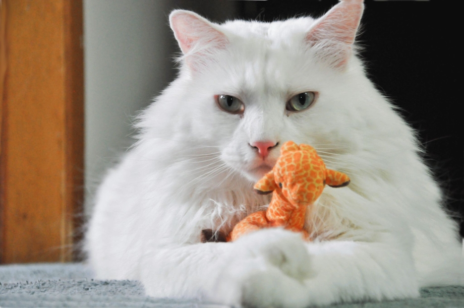 Кошка белая