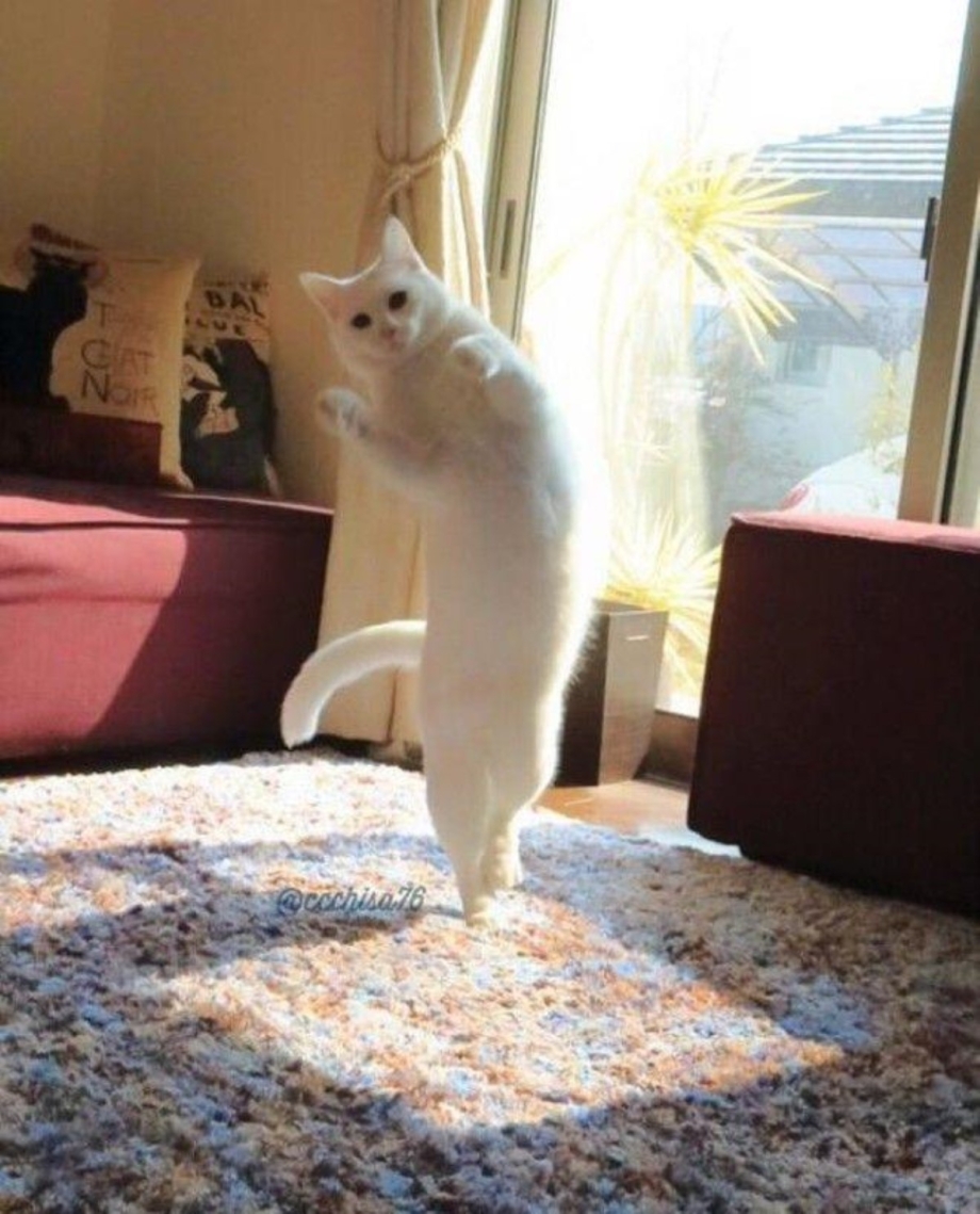 Танцующий белый кот