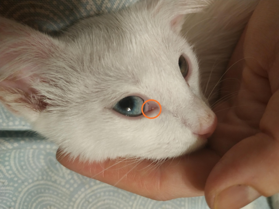 Кошачий глаз анатомия