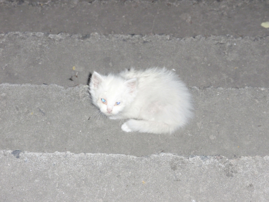 Фолликулярный конъюнктивит у кошек
