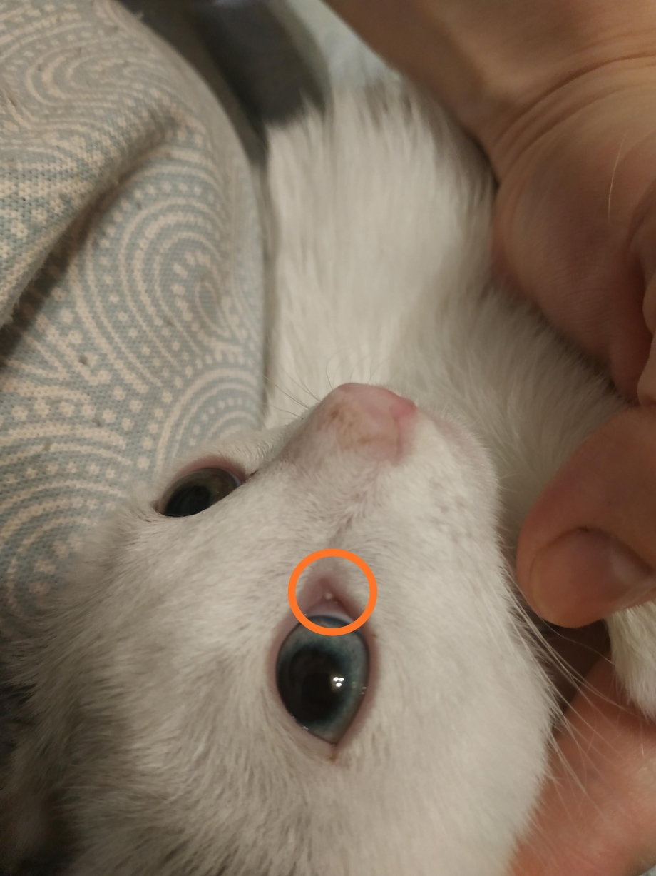 Новообразование на нижней губе у кошки