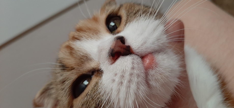 Котенок с выпученными глазами