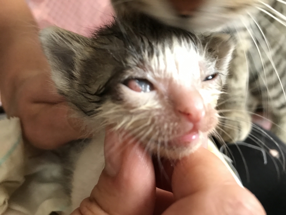 Гнойный конъюнктивит у кошек