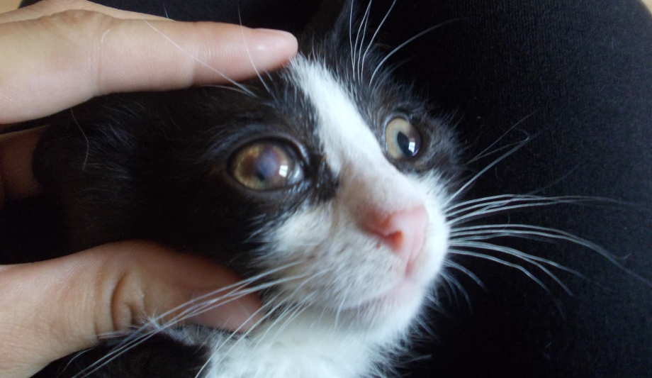 Your_Cat