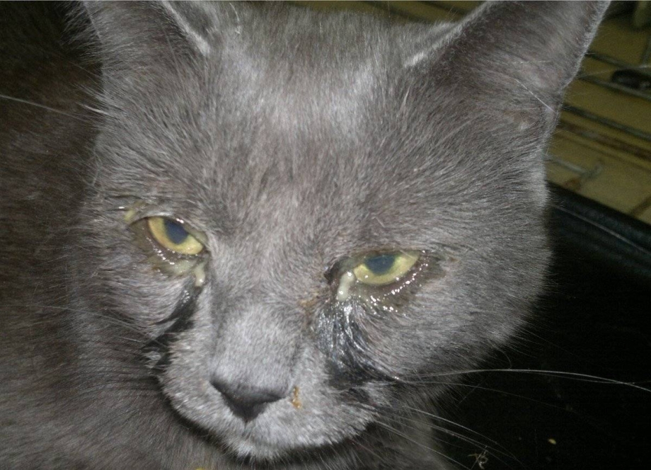 Котенок с выпученными глазами