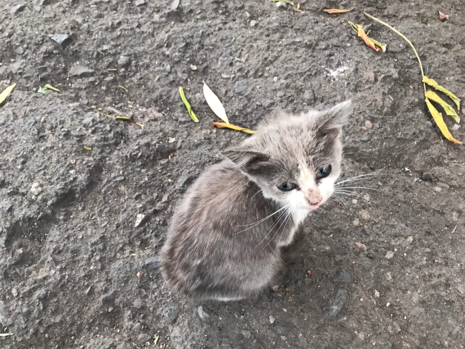 Катаральный конъюнктивит у кота