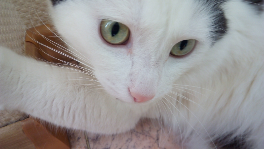 Кот испытывающий жажду