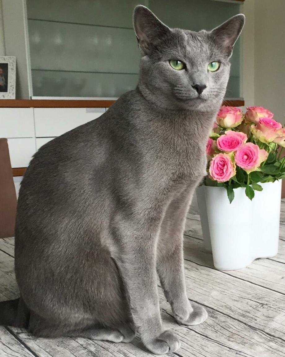 Сибирская голубая кошка