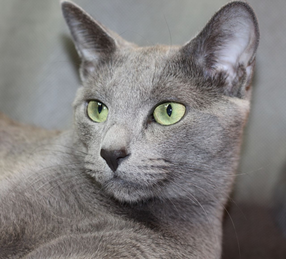 Сибирский голубая кошка короткошерстная