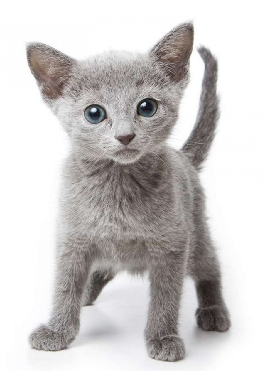 Русская голубая кошка котята
