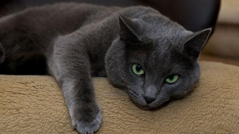 Кот русско голубой породы