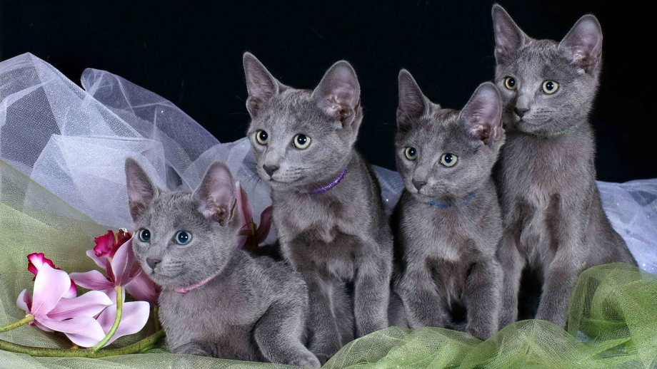 Русская голубая кошка котята