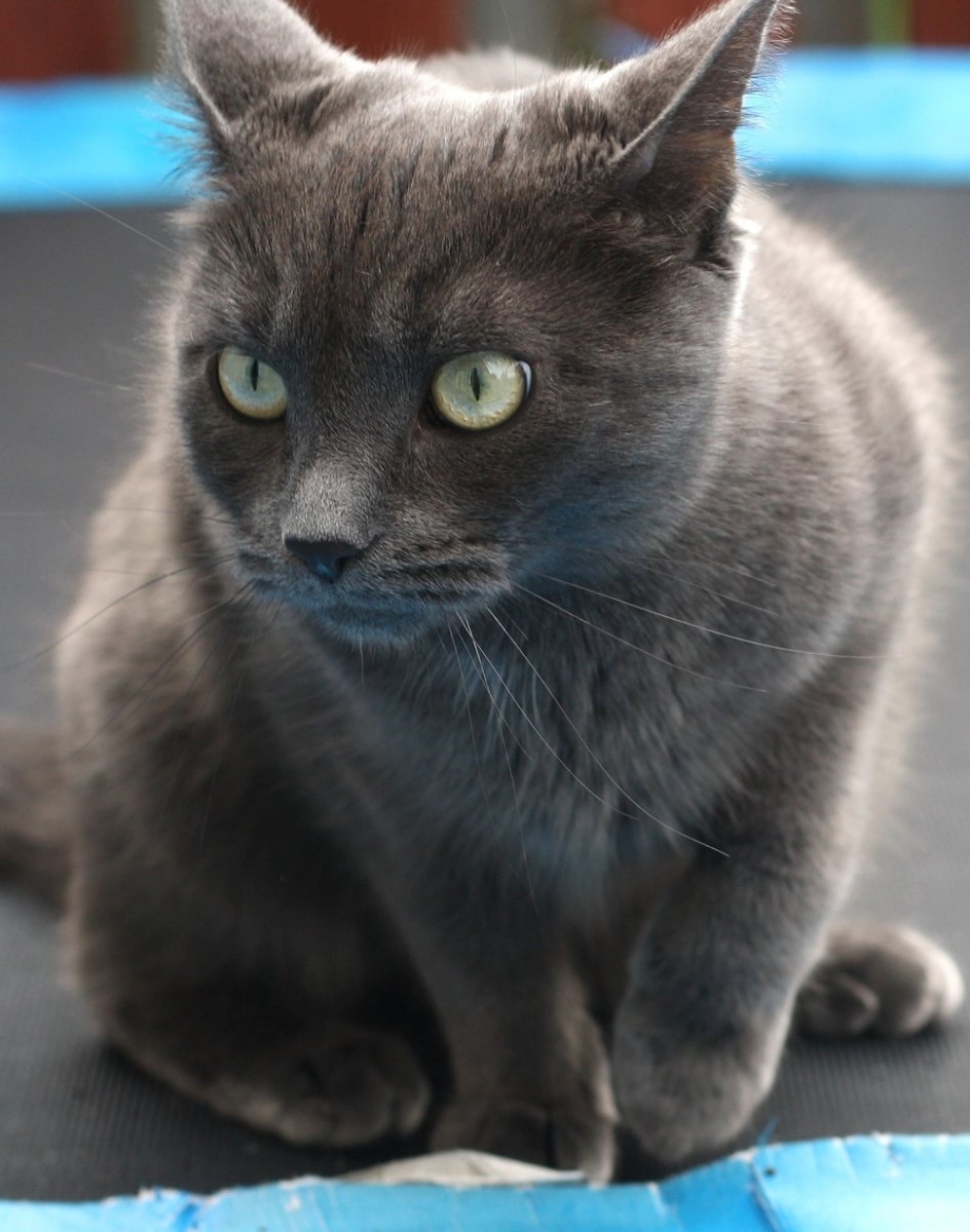 Русская голубая кошка