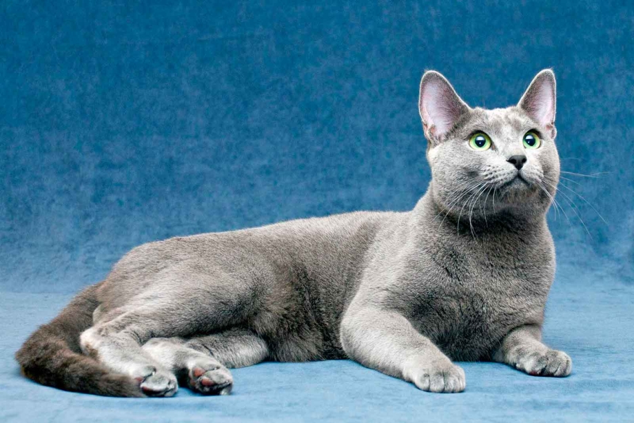 Русская голубая кошка