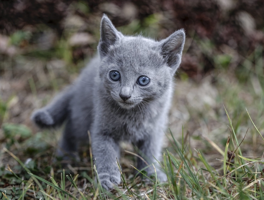 Русская голубая котенок