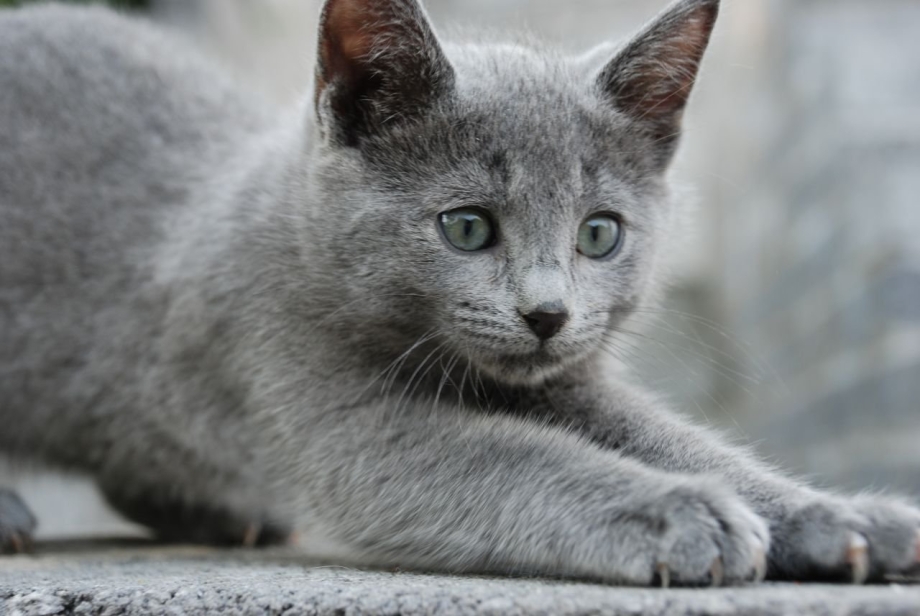 Коты породы русская голубая