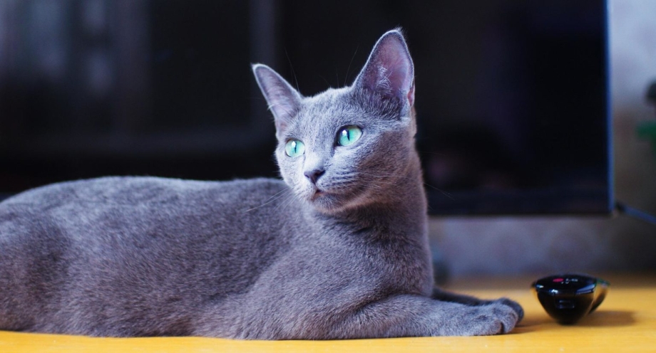 Русская голубая кошка