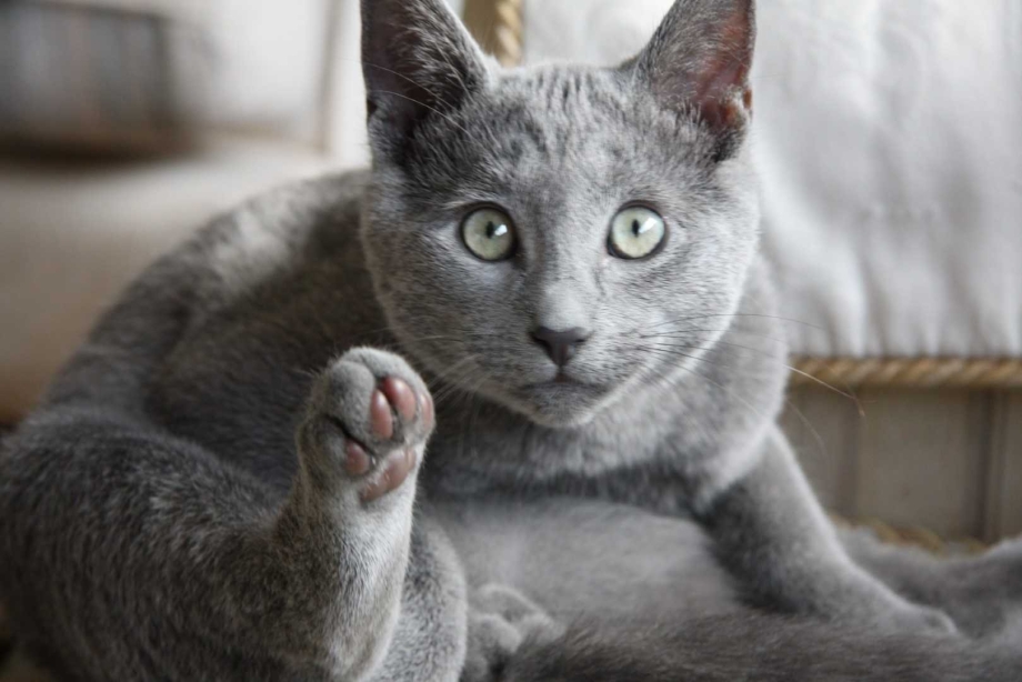 Архангельская голубая кошка