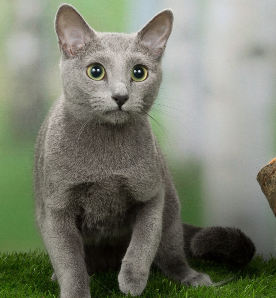 Русская голубая кошка
