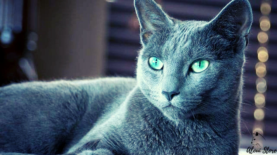 Русская голубая кошка