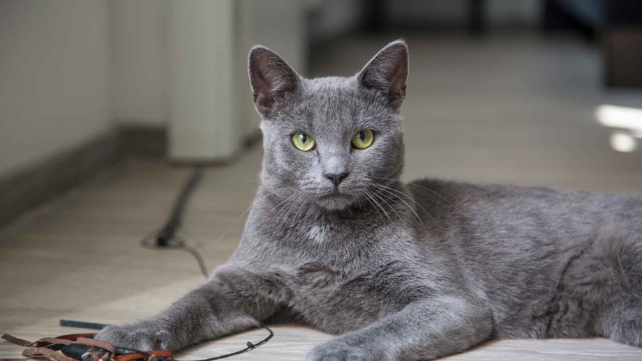 Русская голубая кошка