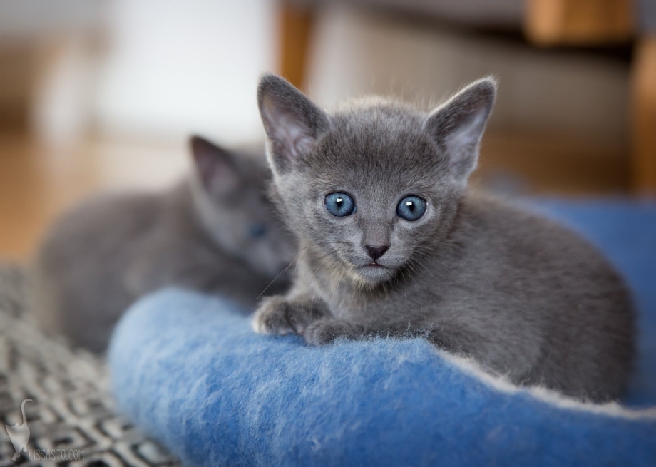 Русская голубая кошка котята