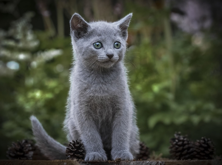 Русская голубая кошка котята