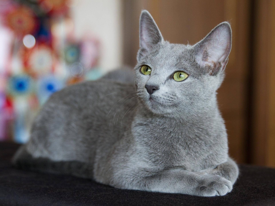Кот породы русская голубая