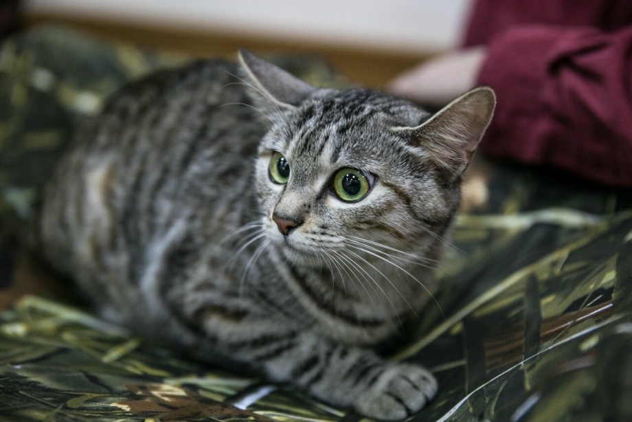 Российский котик