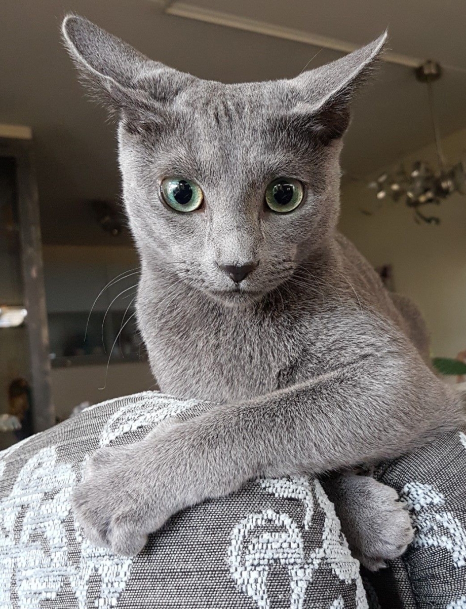 Русская голубая кот