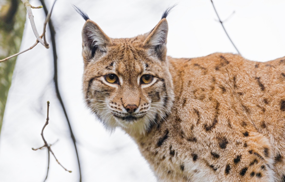 Обыкновенная Рысь Lynx Lynx