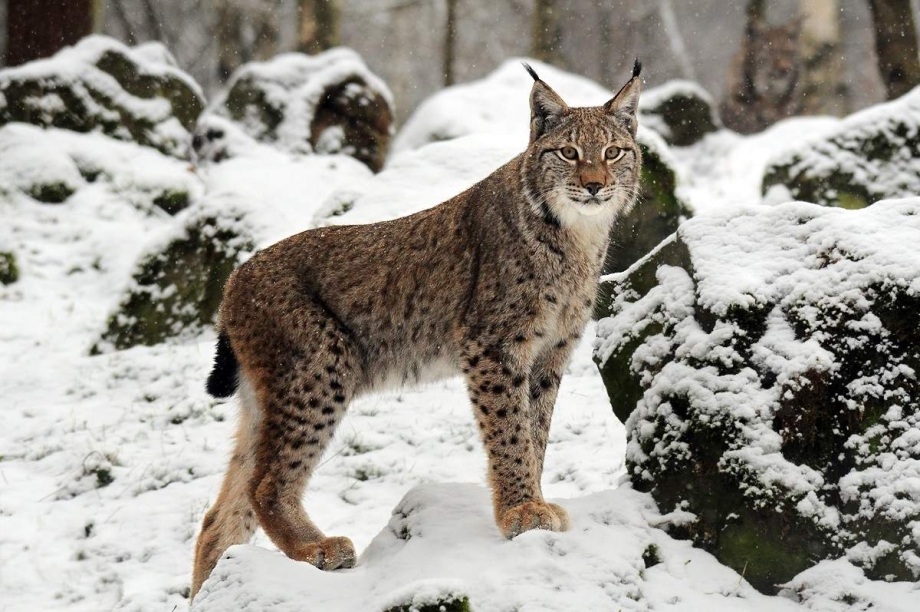 Обыкновенная Рысь Lynx Lynx