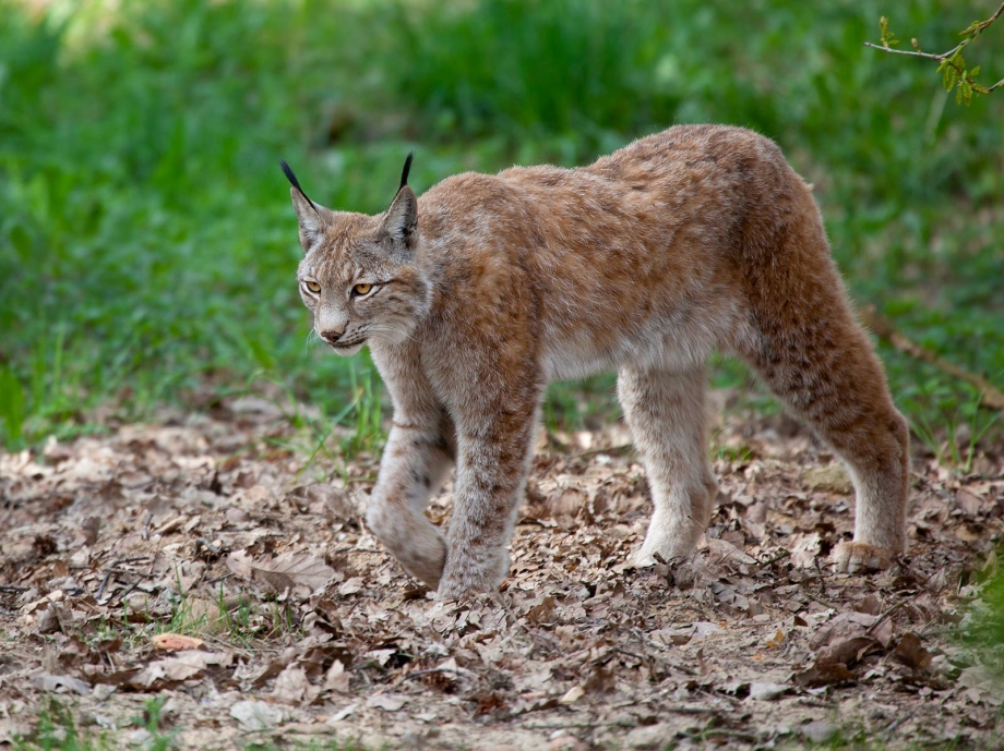 Lynx Lynx isabellinus
