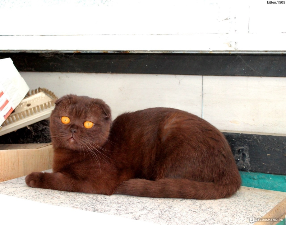 Шотландская вислоухая кошка коричневая