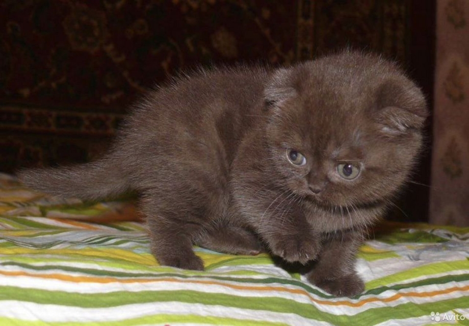 Шоколадный шотландский вислоухий котенок