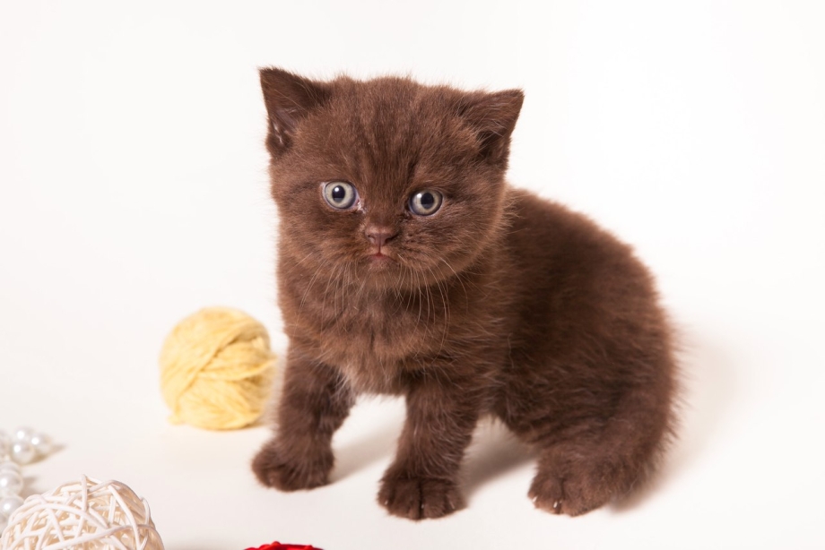 Шотландская вислоухая кошка рыжая фото