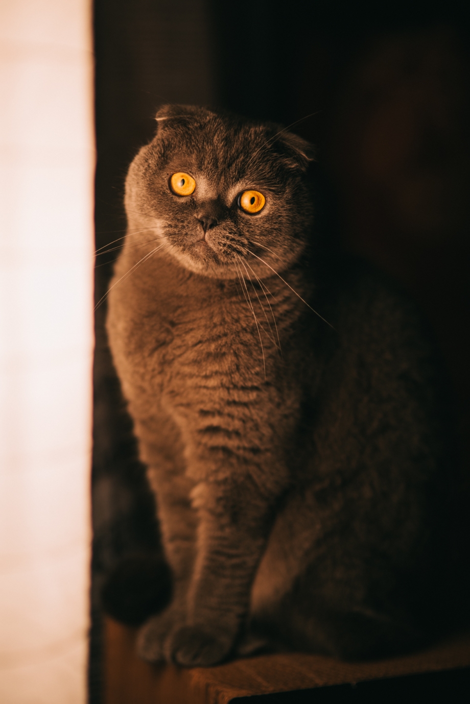 Шотландская вислоухая кошка шоколадная