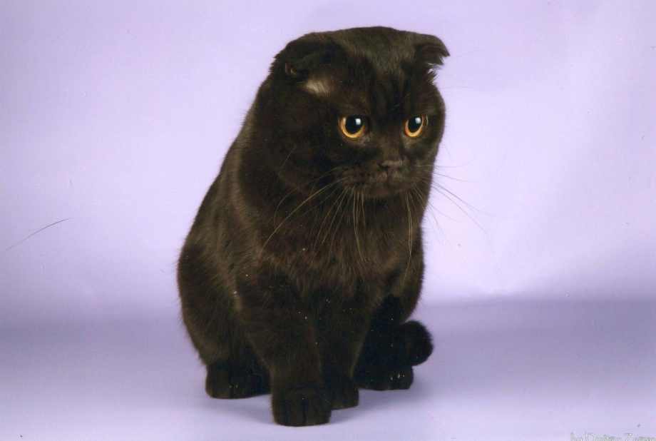 Скоттиш фолд шоколадный
