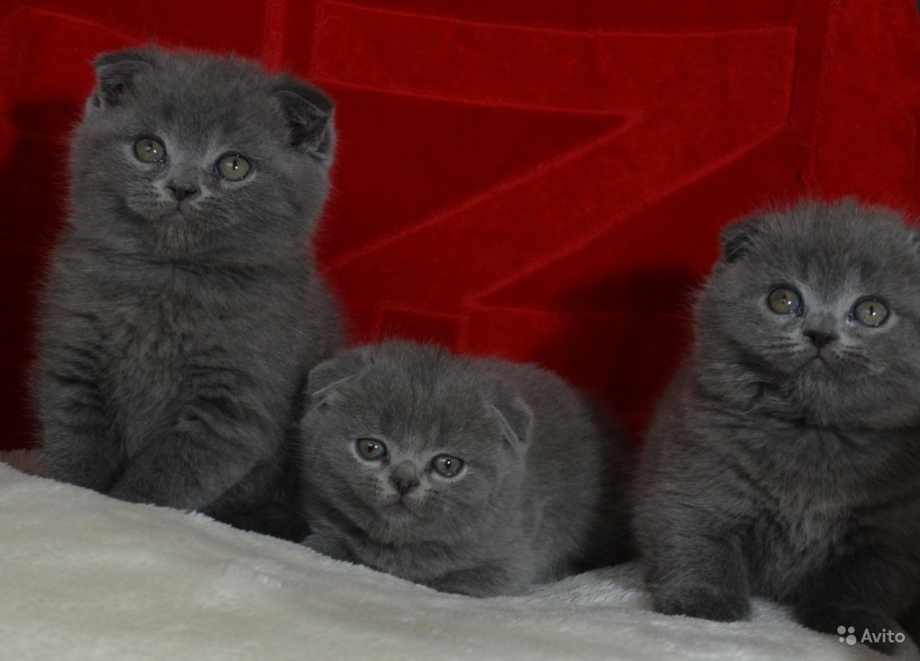Шоколадные шотландцы коты