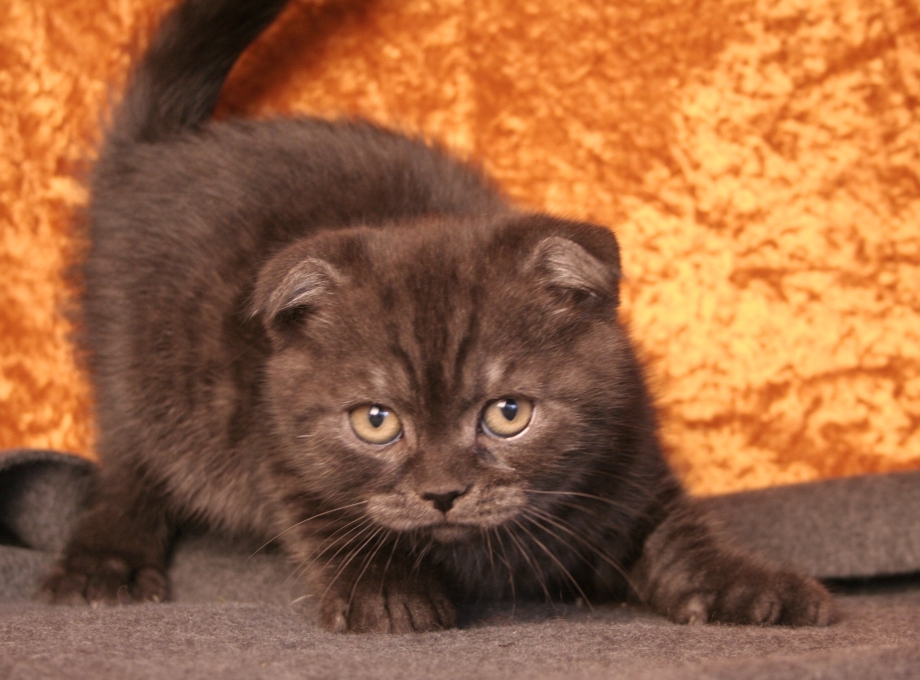 Шотландская вислоухая кошка черная