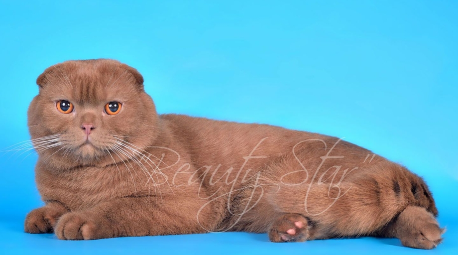 Шотландская вислоухая кошка биколор