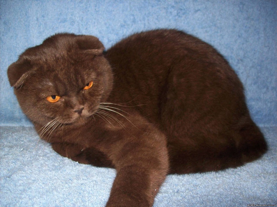 Шотландская вислоухая кошка коричневая