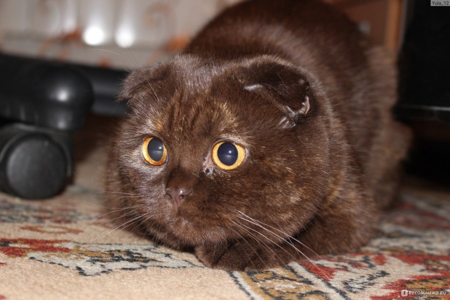 Шотландская вислоухая кошка шоколадная