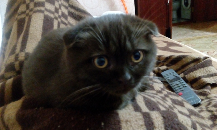 Шотландский вислоухий кот светло коричневый
