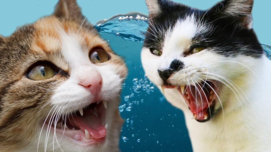Котики приколы