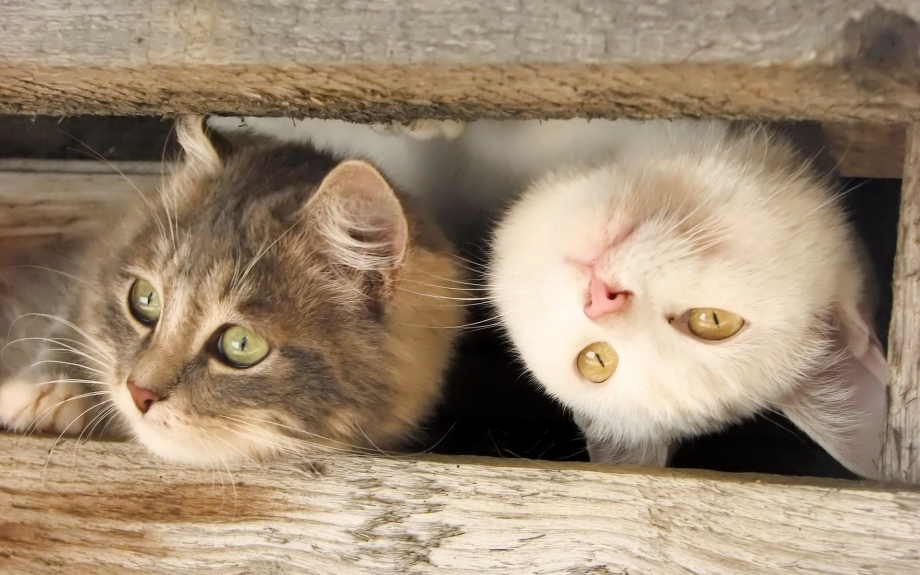 Котики картинки