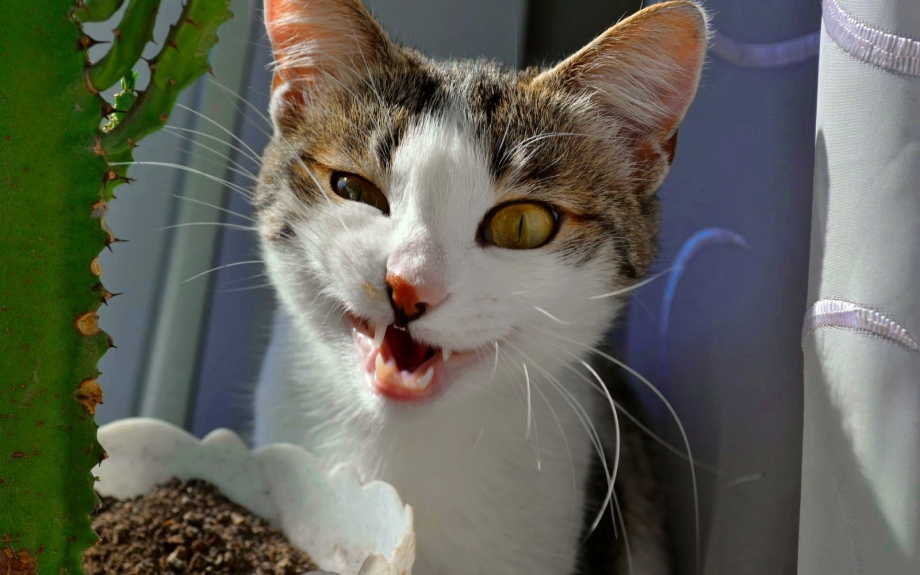 Смешные коты фото