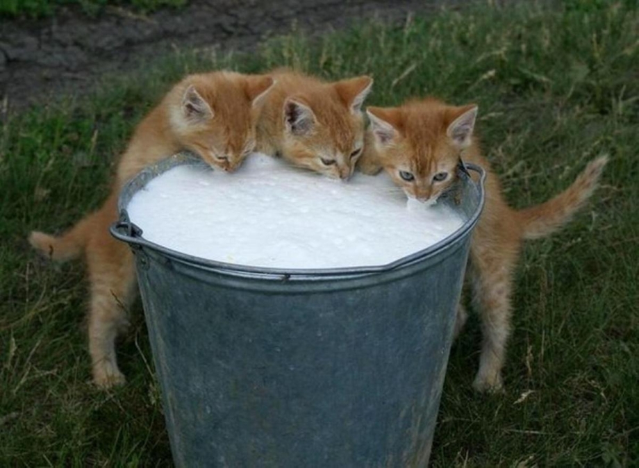 Ведро котят